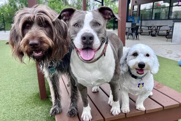 Unlocking Your Dog’s Potential: Fun and Effective Training Tips