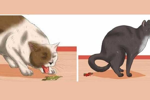 Cats Vomiting – Potential Causes and Treatment