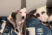 Video of Rescue Dog Insisting on Sleeping Next To Senior Dog Is Everything