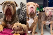 Pit Bull Raises His Son in Heartwarming Compilation Video