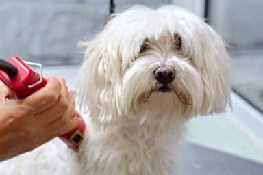 Dog Euthanized After Reportedly Being Paralyzed at Groomer
