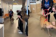 Video: ‘Longest Resident’ Shelter Dog Gets Loving Farewell Post Adoption