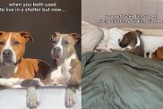 Rescue Dogs Live ‘Rags to Riches’ Life in Heartwarming Video