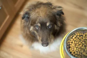 Is Store-Brand Dog Food Really Nutritious?