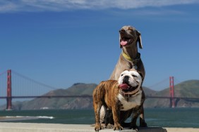 Best Dog-Friendly Cities For Your Next Vacation