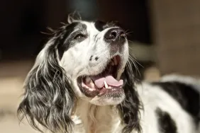 Why Does My Dog’s Breath Stink? Reasons Why Your Dog Has Bad Breath