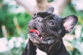 Why Summer Heat Can Be Deadly For Brachycephalic (Short-Muzzled) Dogs