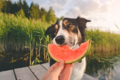 Can Dogs Eat Watermelon? Is Watermelon Safe For Dogs?
