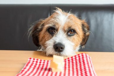 Can Dogs Eat Swiss Cheese? Is Swiss Cheese Safe For Dogs?