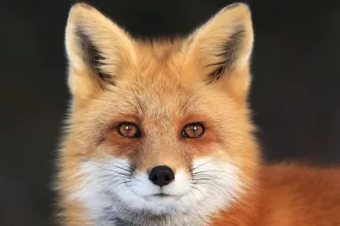 How to Care for a Pet Fox: Diet, Needs, Exercise, and More
