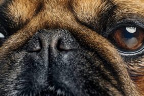 Nose Pad Cancer (Squamous Cell Carcinoma) in Dogs: Symptoms, Causes, & Treatments