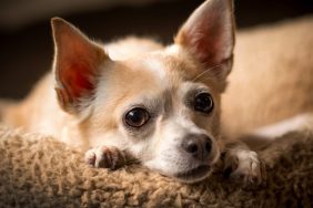 Open Fontanel In Dogs: Symptoms, Causes, & Treatments