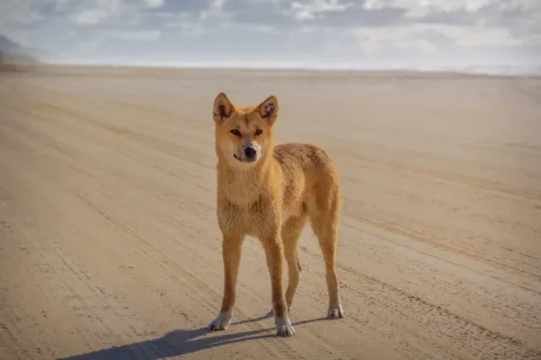Can You Have a Dingo as a Pet in the US & Is It Legal? Laws By State in America