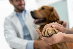 Cyanosis (Skin Turning Blue) In Dogs: Symptoms, Causes, & Treatments