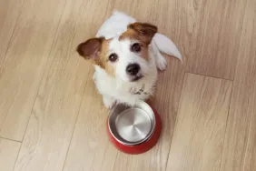Acid Reflux In Dogs: Symptoms, Causes, & Treatments