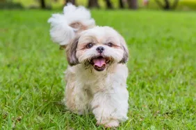 Best Small Dog Breeds for First-Time Owners