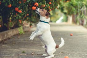 Can Dogs Eat Tangerines? Are Tangerines Safe For Dogs?