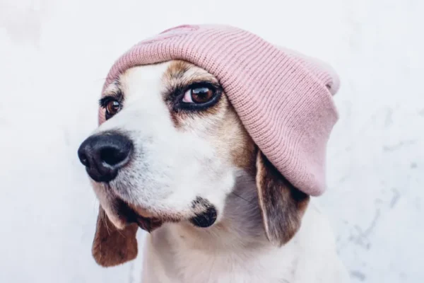 Adolescent Dogs: What To Expect During Their Teenage Phase