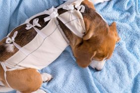 How Surgical Recovery Suits Help Dogs Heal