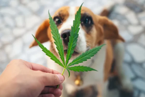 My Dog Ate Weed: What To Do if Your Dog Eats Marijuana