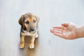 Diazepam (Valium) For Dogs: Uses, Dosage, And Side Effects