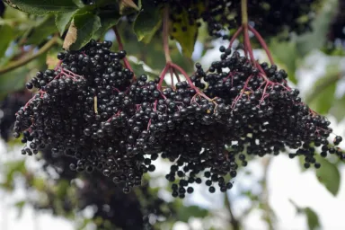 Can Dogs Eat Elderberries? Are Elderberries Safe For Dogs?