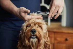 Home Dog Grooming Tips