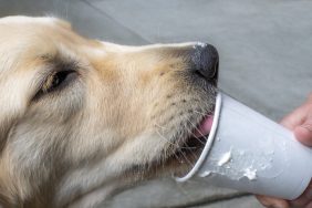 What’s In A Starbucks Puppuccino? Is It Safe For Dogs?