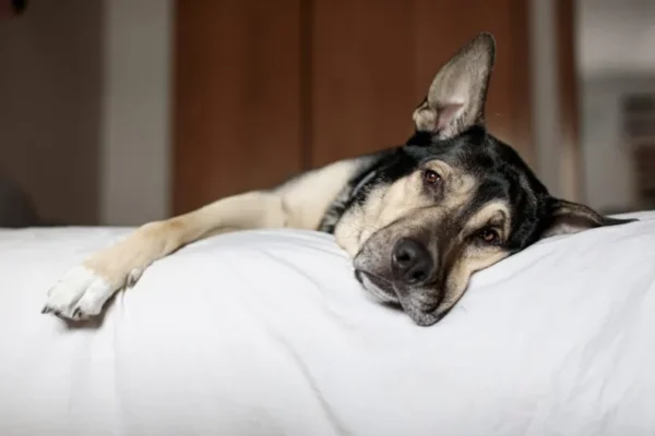 Tagamet (Cimetidine) for Dogs: Uses, Dosage, & Side Effects