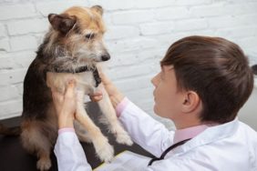 Glucagonoma in Dogs: Symptoms, Causes, & Treatments