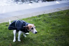 Docusate Sodium for Dogs: Uses, Dosage, & Side Effects