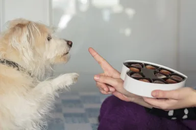 10 Foods That Are Bad for Dogs