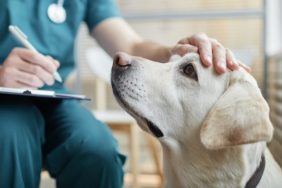 Insulinoma in Dogs: Symptoms, Causes, & Treatments