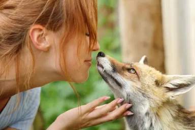 What Are the Best Fox Rescues and Shelters in The US?
