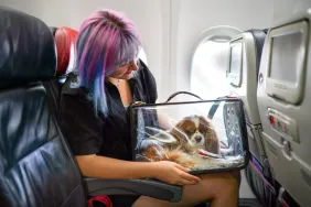 Flying With Dogs
