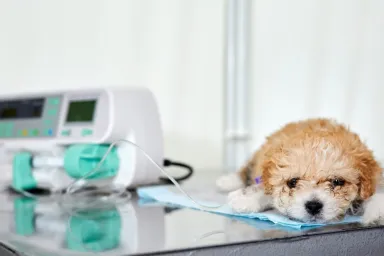 Renal (Kidney) Failure in Dogs: Symptoms, Causes, & Treatments