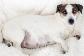 Estrus Symptoms in Dogs: Symptoms, Causes, & Treatments