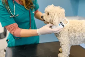 Everything You Need to Know About Microchips for Dogs