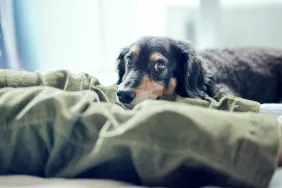 Fluoxetine (Prozac) For Dogs: Uses, Dosage, & Side Effects