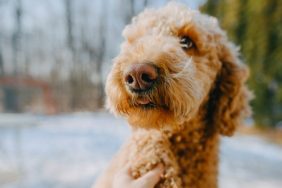 Nasal Adenocarcinoma in Dogs: Symptoms, Causes, & Treatments
