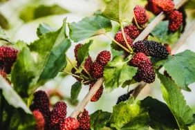 Can Dogs Eat Mulberries? Are Mulberries Safe For Dogs?