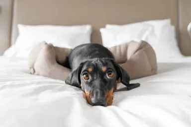 Traveling With Your Dog: How To Find the Best Pet-Friendly Hotels