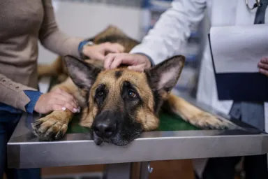 Bloat In Dogs: Symptoms, Causes, & Treatments