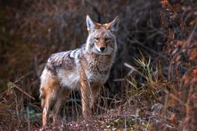 8 Ways to Protect Your Dog From Coyote Attacks