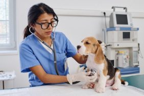 Perianal Adenomas in Dogs: Symptoms, Causes, & Treatments