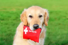 What to Put in a Pet First-Aid Kit