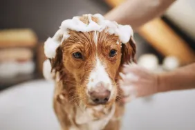 Can You Use Baby Shampoo on Dogs?