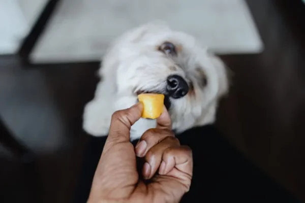 Can Dogs Eat Cantaloupe or Is It Bad for Dogs?