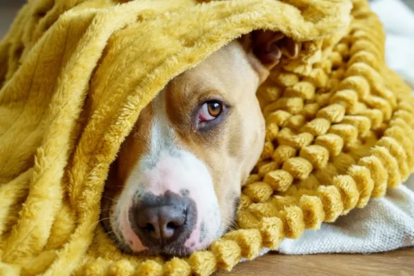Noise Anxiety In Dogs: Symptoms, Causes, & Treatments