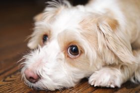 Mineral Oil For Dogs: Uses, Dosage, & Side Effects